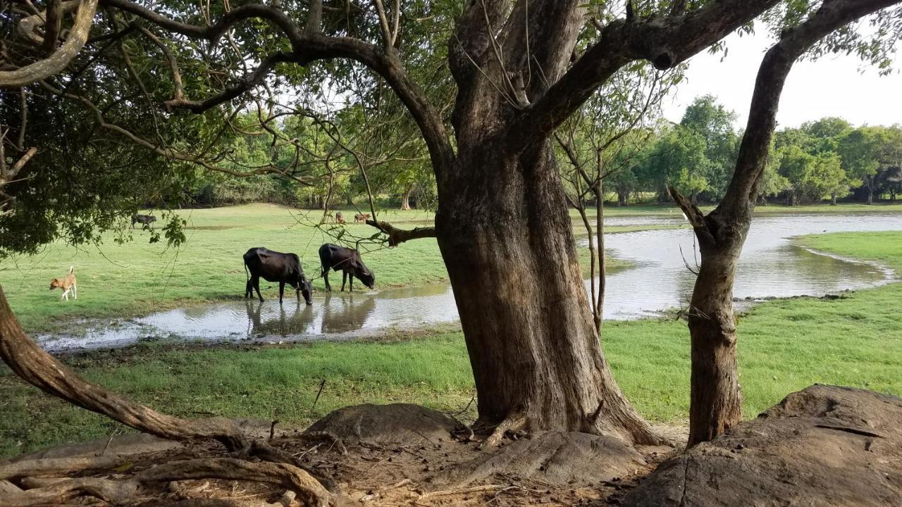 Sigiri Holiday Villa Sigiriya Bagian luar foto